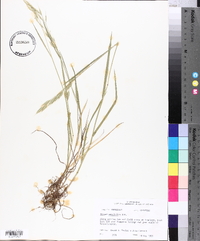 Bromus catharticus image