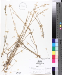 Bromus catharticus image