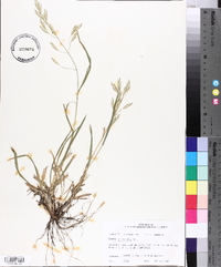 Bromus catharticus image