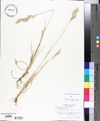 Bromus catharticus image