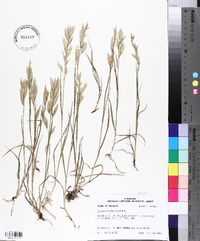 Bromus catharticus image