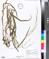 Bromus vulgaris image