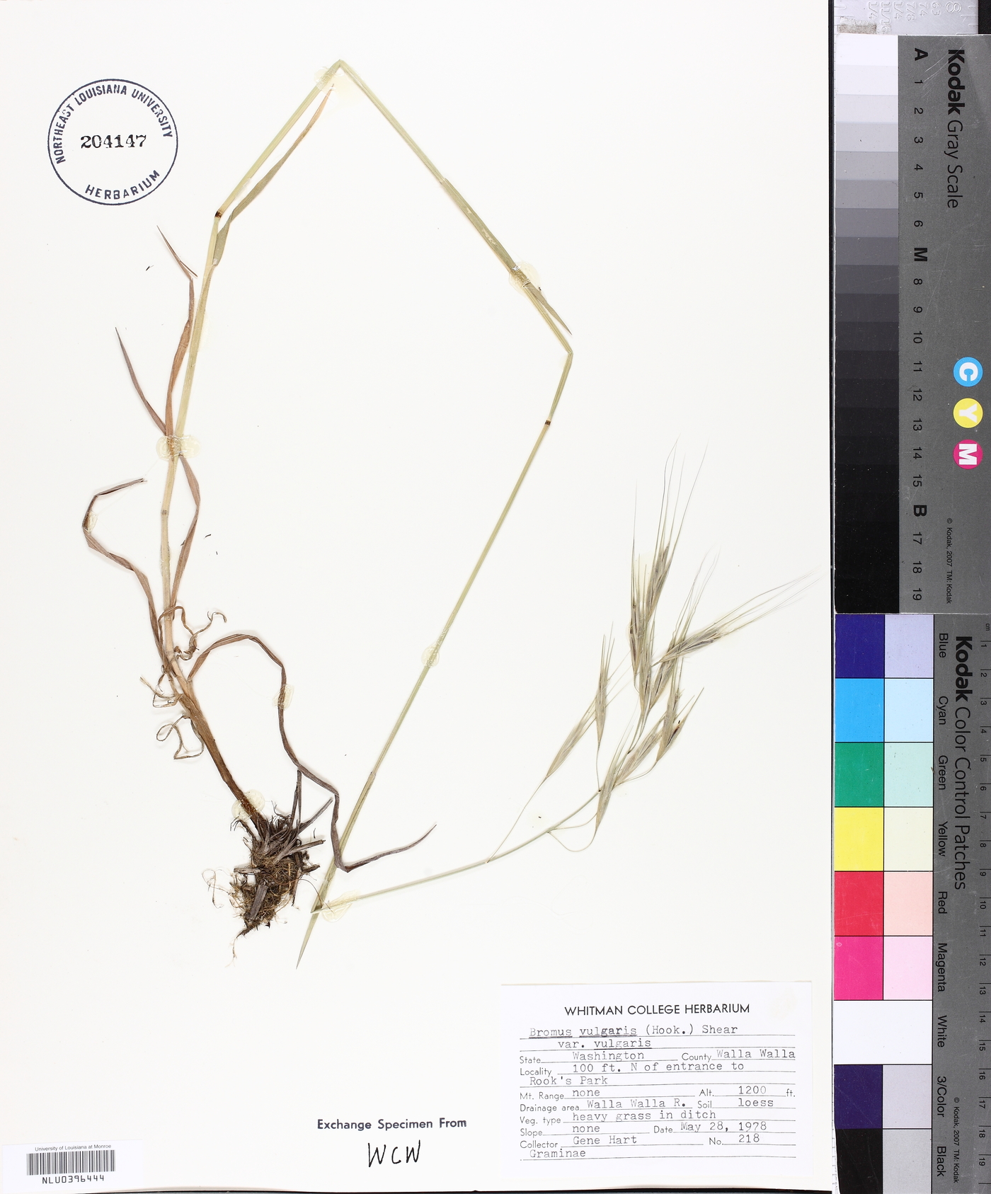Bromus vulgaris image