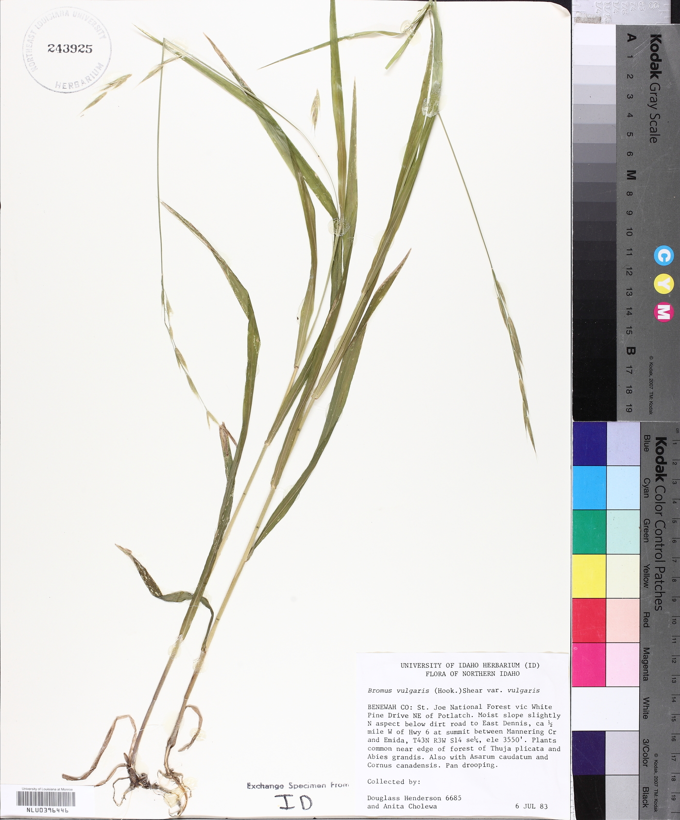 Bromus vulgaris image