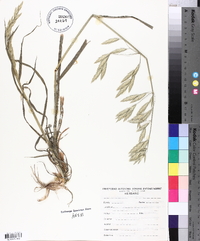 Bromus catharticus image