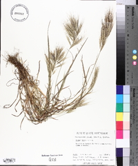 Bromus madritensis image