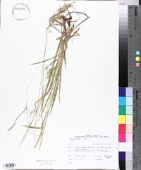 Bromus kalmii image