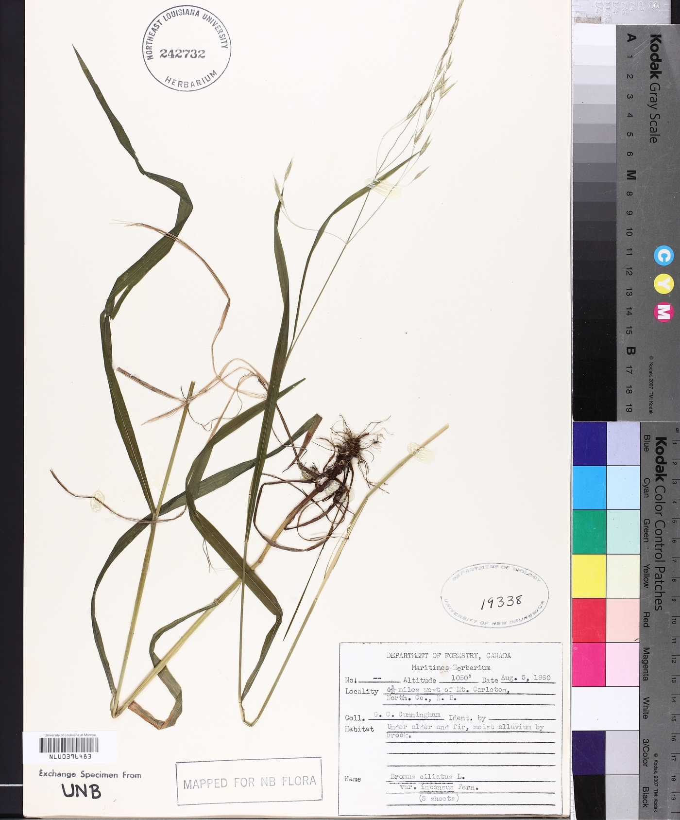 Bromus ciliatus var. ciliatus image