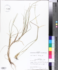 Cenchrus spinifex image