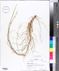 Cenchrus spinifex image