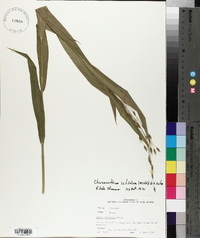 Chasmanthium latifolium image