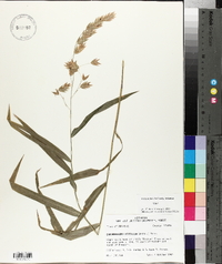 Chasmanthium latifolium image