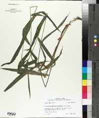 Chasmanthium latifolium image