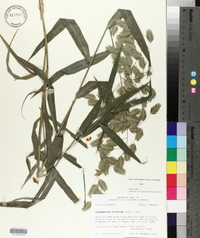 Chasmanthium latifolium image