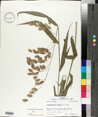 Chasmanthium latifolium image