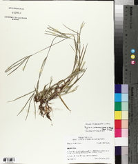 Digitaria ischaemum image