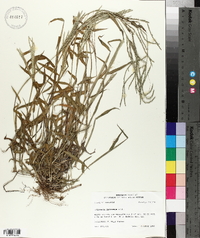 Digitaria ischaemum image