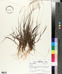 Digitaria ischaemum image