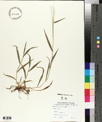 Digitaria filiformis image