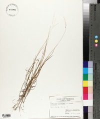 Digitaria filiformis image