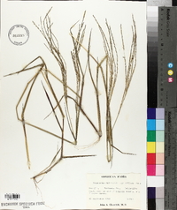 Digitaria filiformis image