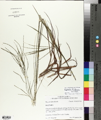 Digitaria filiformis image