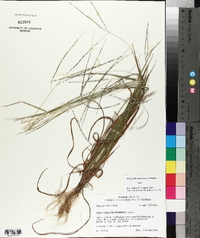 Digitaria filiformis image