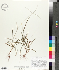 Digitaria violascens image