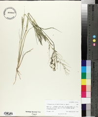 Diplachne fusca subsp. fascicularis image