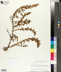 Rotala indica image