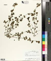 Trifolium dubium image