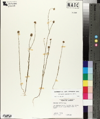 Polygala mariana image