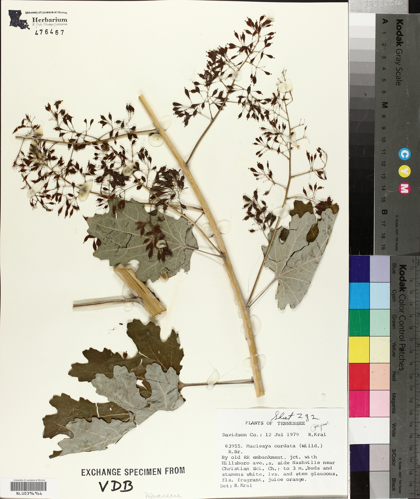 Macleaya cordata image