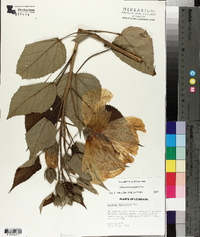 Hibiscus lasiocarpos image