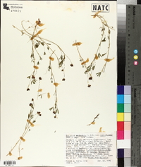 Trifolium amplectens image