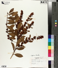 Lyonia lucida image