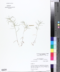 Dichanthelium dichotomum subsp. dichotomum image