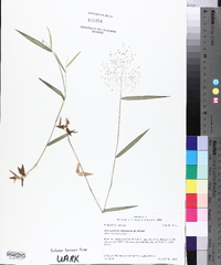 Dichanthelium dichotomum subsp. nitidum image