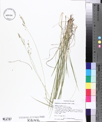 Dichanthelium linearifolium image