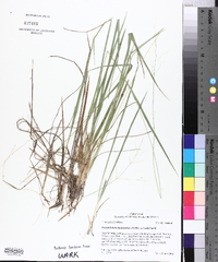 Dichanthelium linearifolium image