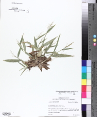 Dichanthelium sphaerocarpon image
