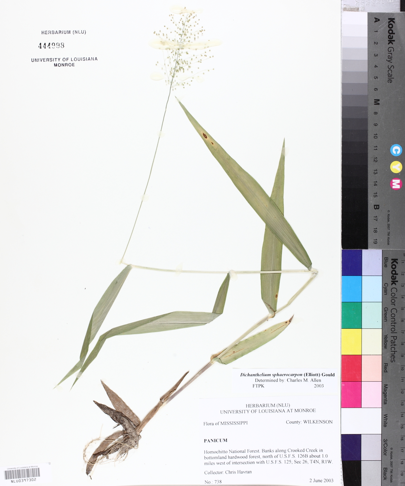 Dichanthelium sphaerocarpon image