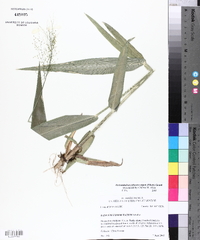 Dichanthelium scoparium image