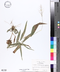 Dichanthelium polyanthes image