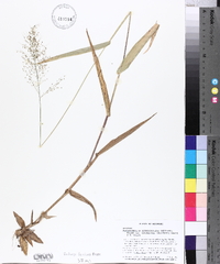 Dichanthelium polyanthes image