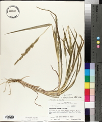 Echinochloa colona image