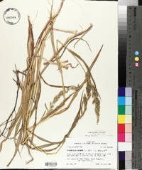 Echinochloa colona image