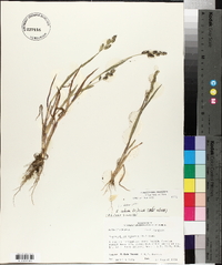 Echinochloa colona image