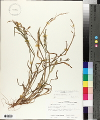 Echinochloa colona image