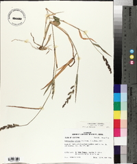 Echinochloa colona image